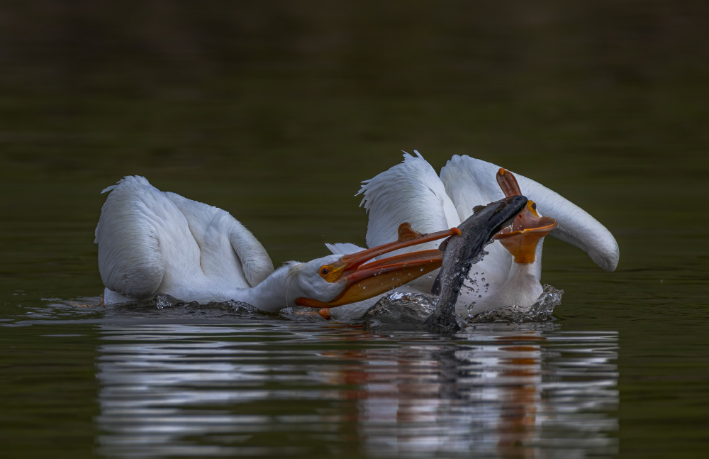 Pelicon and Fish von Johnson Huang