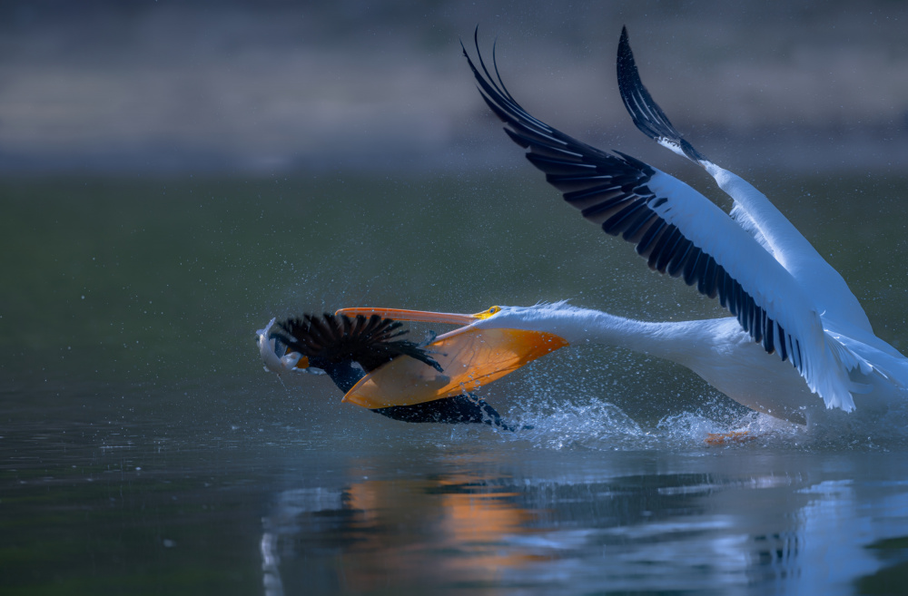 Pelicon &amp; Cormorant von Johnson Huang