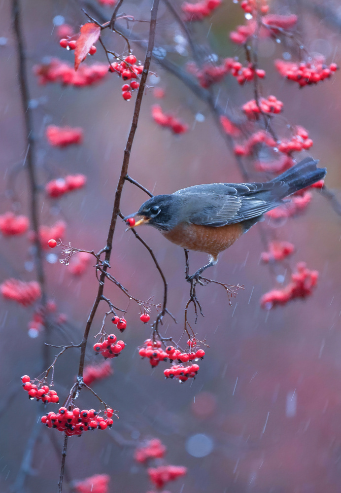 Robin in rain von Johnson Huang