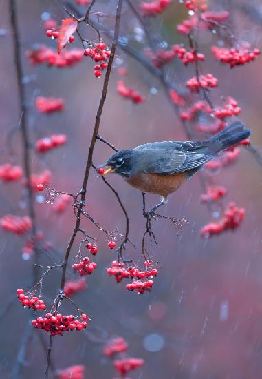 Robin in rain