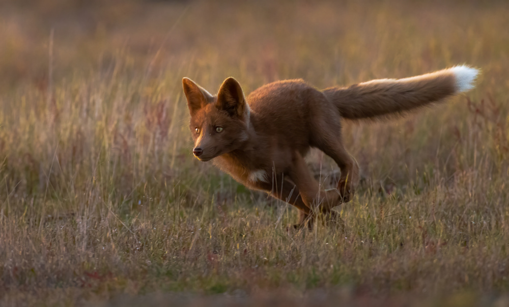 Red Fox von Johnson Huang