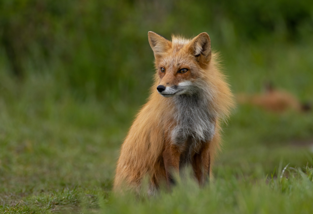 Red Fox von Johnson Huang