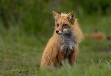 Red Fox