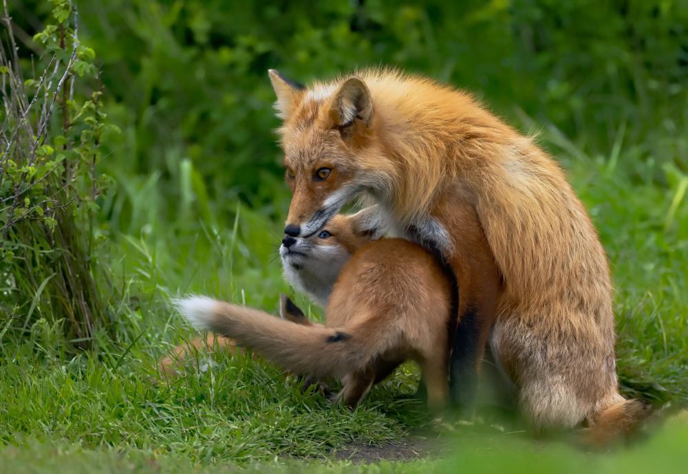 Red Fox von Johnson Huang