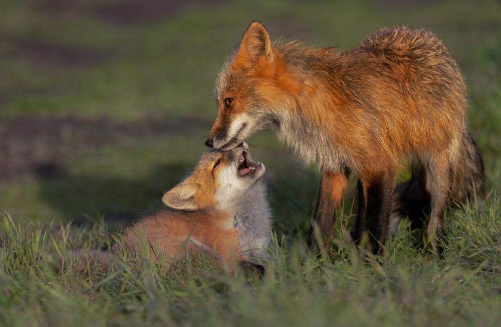 Red Fox von Johnson Huang