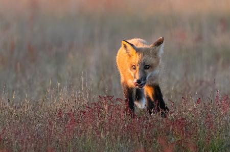 Red Fox