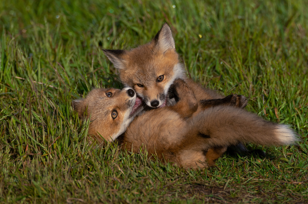 Red Fox von Johnson Huang