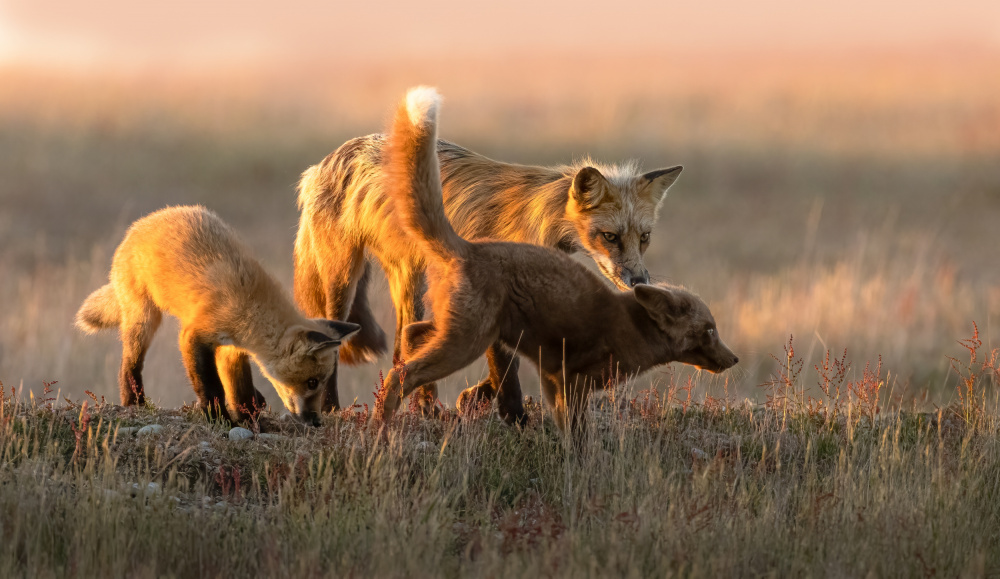 Red Fox von Johnson Huang