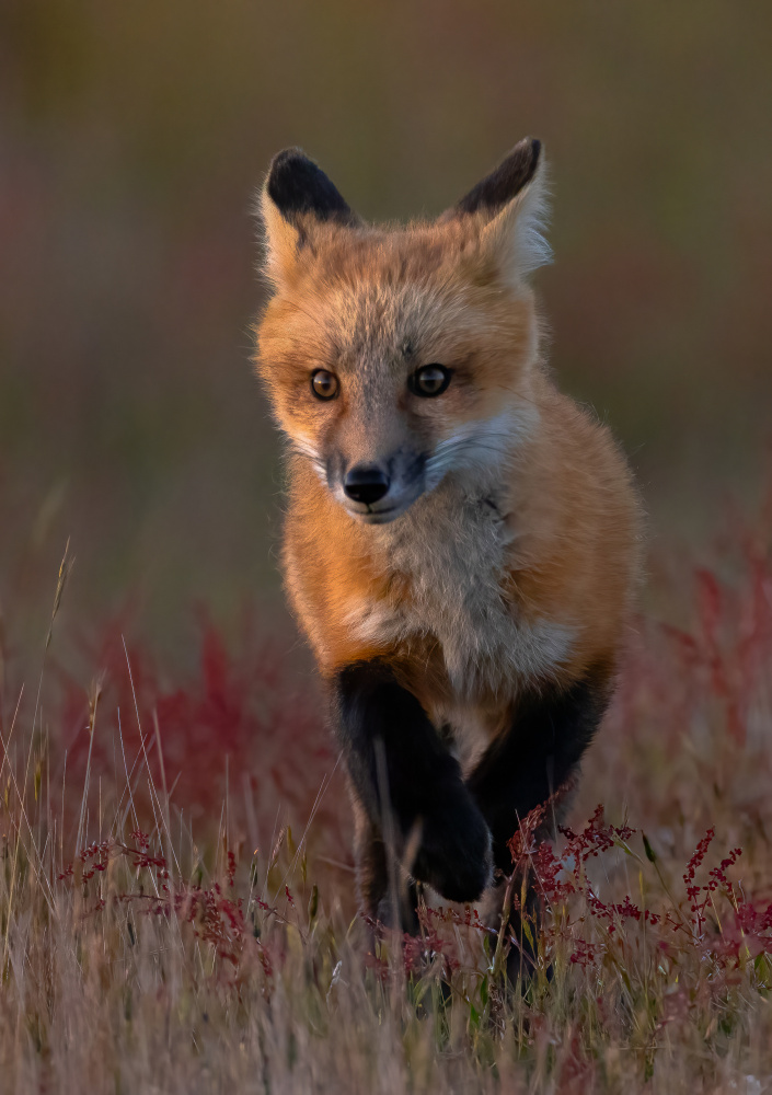 Red fox von Johnson Huang