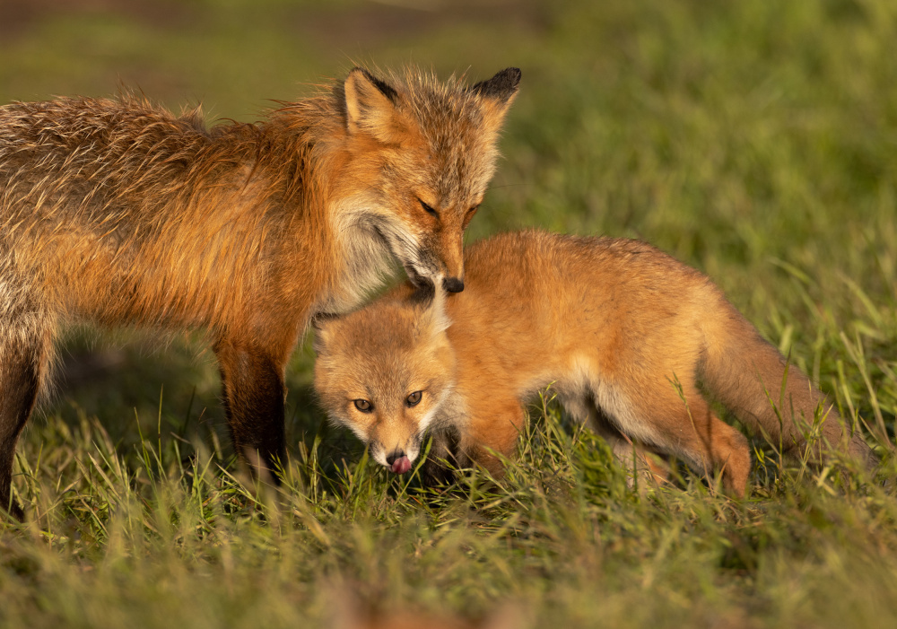 Red fox von Johnson Huang