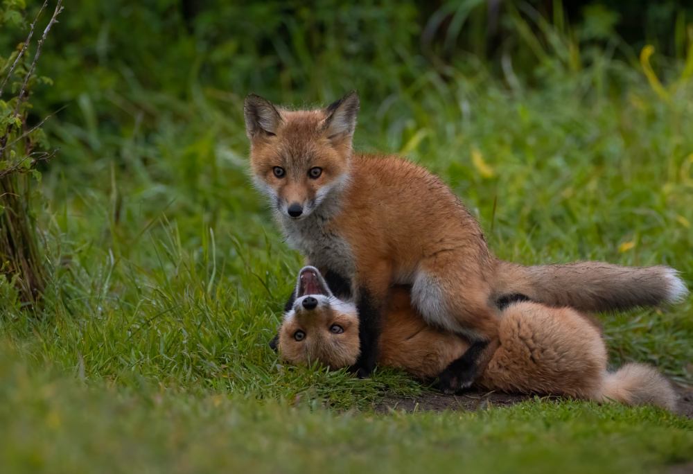 Red fox von Johnson Huang