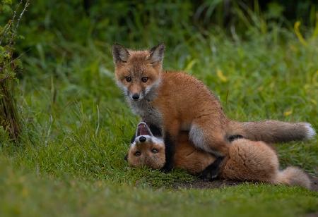 Red fox