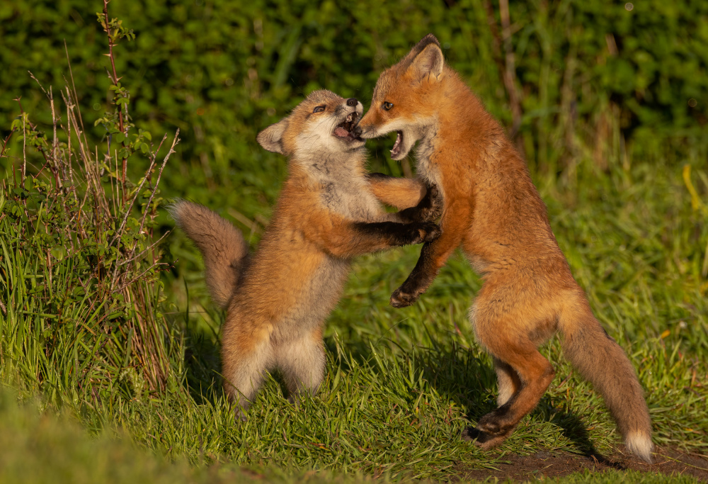 Red fox von Johnson Huang