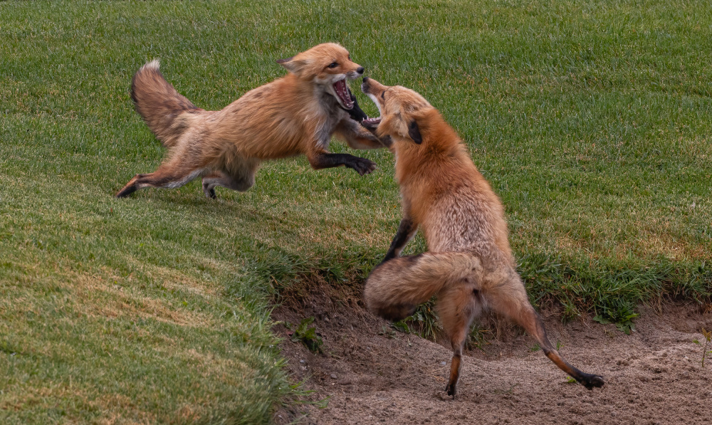 Red fox von Johnson Huang