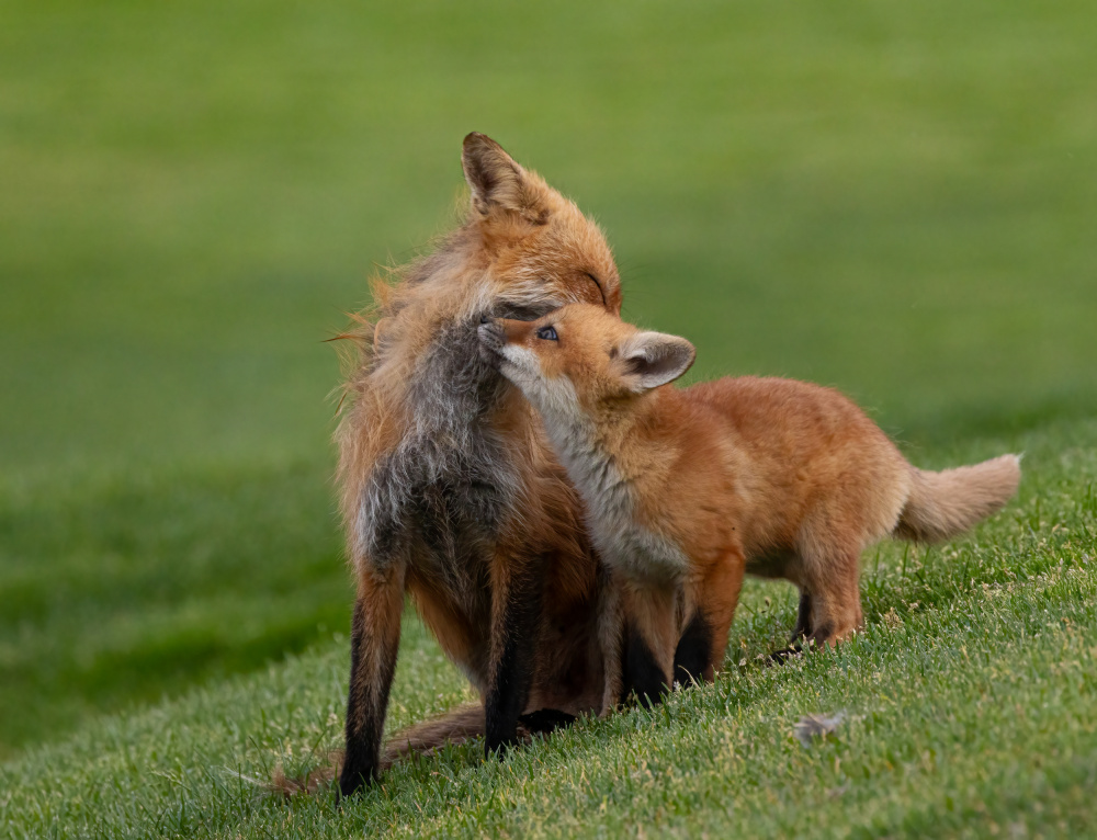 Red fox von Johnson Huang