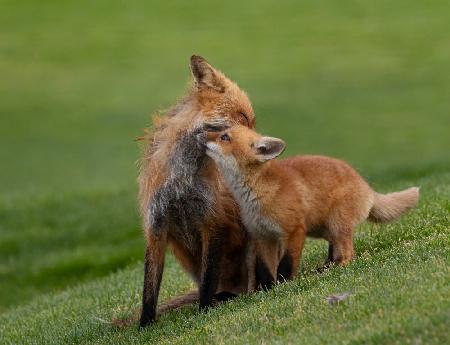 Red fox