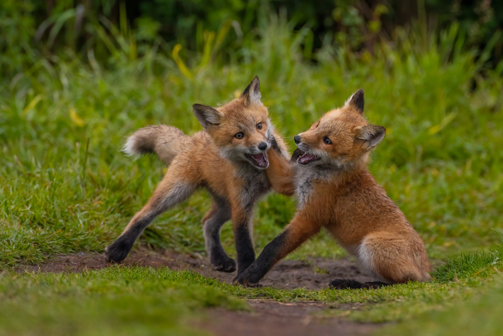 Red fox von Johnson Huang