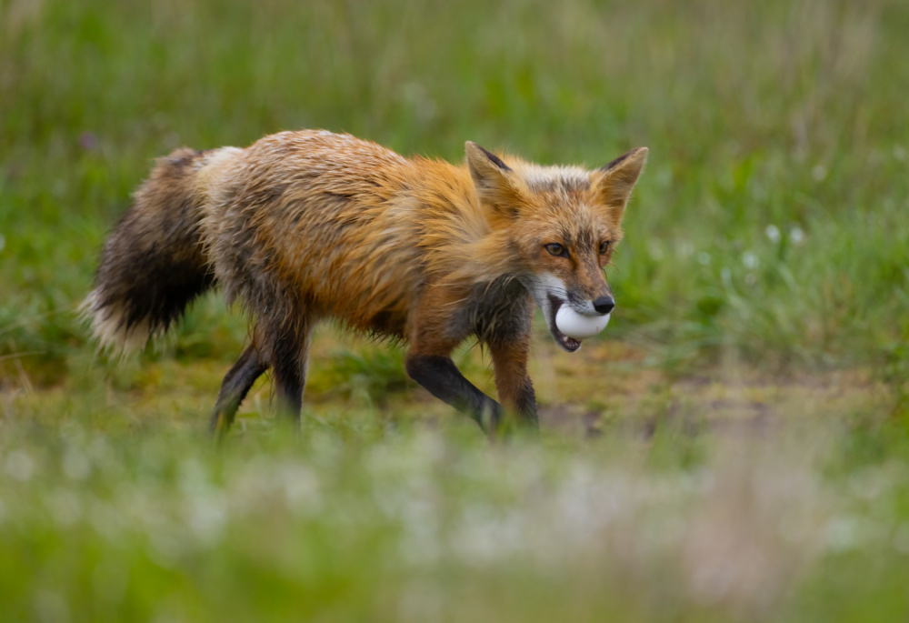 red fox with an egg hiii von Johnson Huang