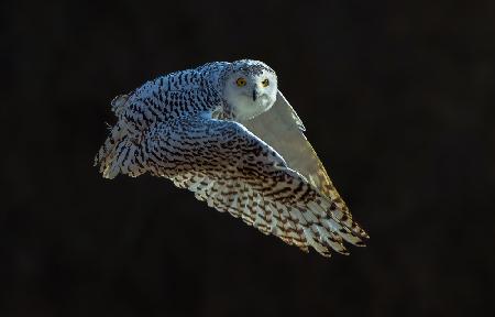 Snow Owl