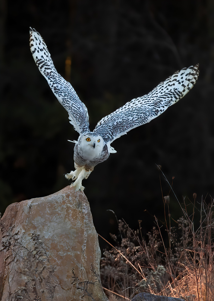 Snow Owl von Johnson Huang