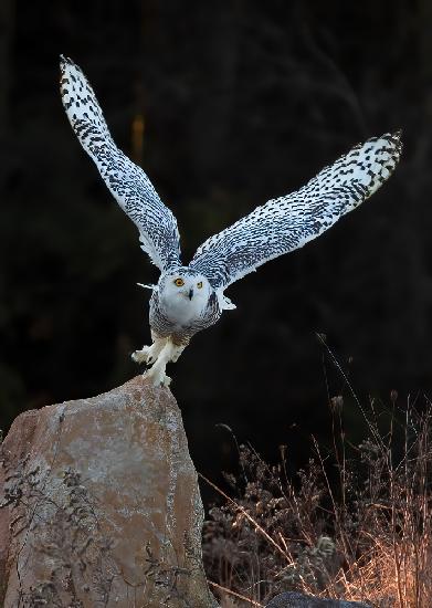 Snow Owl