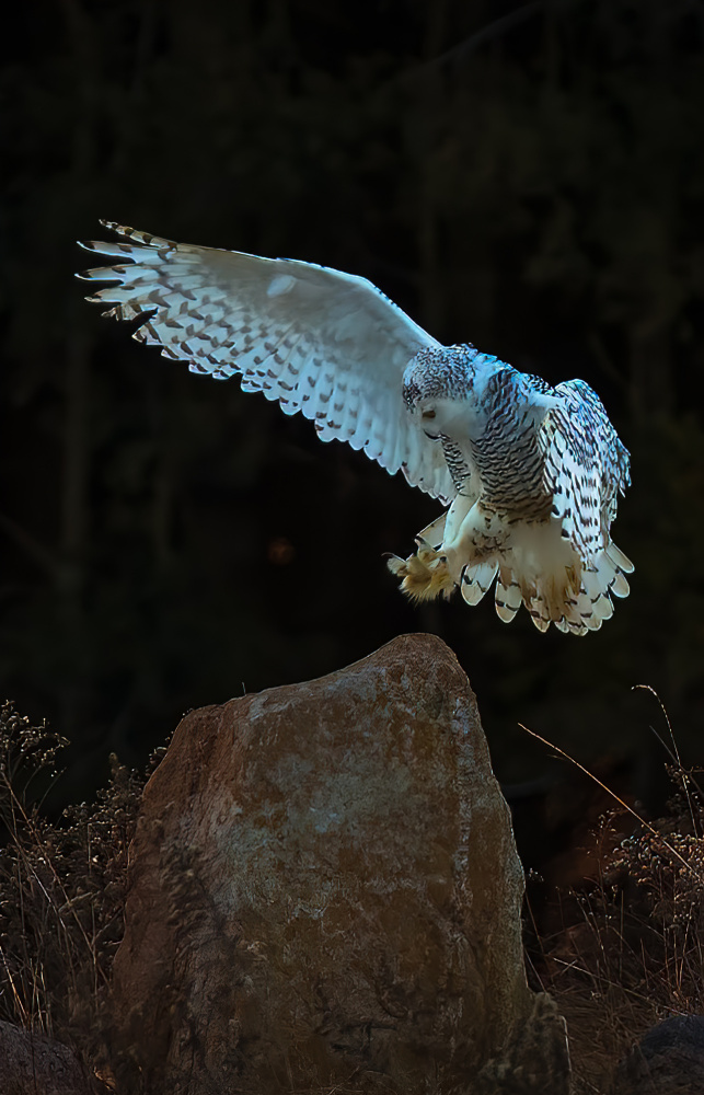 Snow owl von Johnson Huang