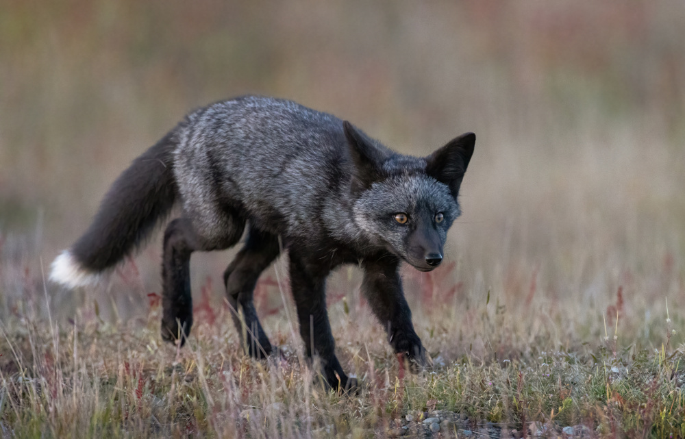 Black Fox von Johnson Huang