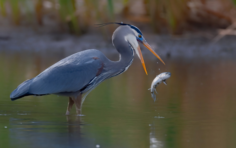 Great egret von Johnson Huang