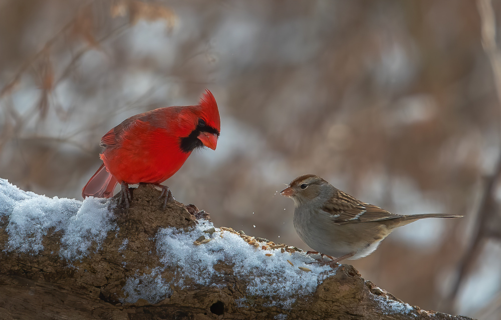 Birds von Johnson Huang