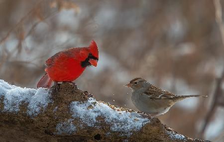 Birds