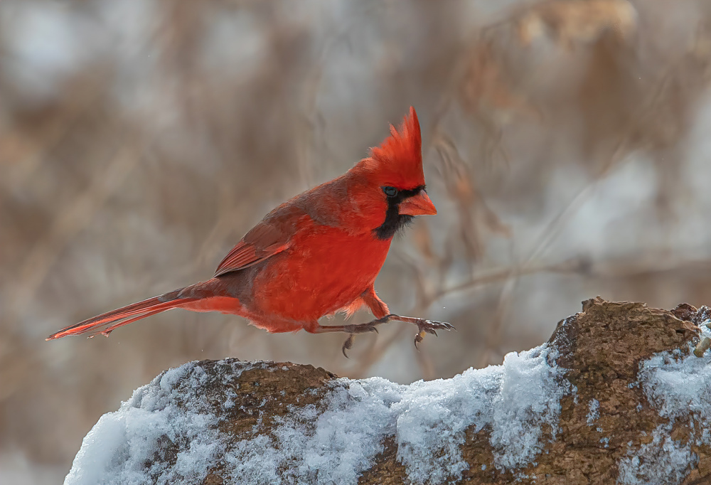 Bird von Johnson Huang