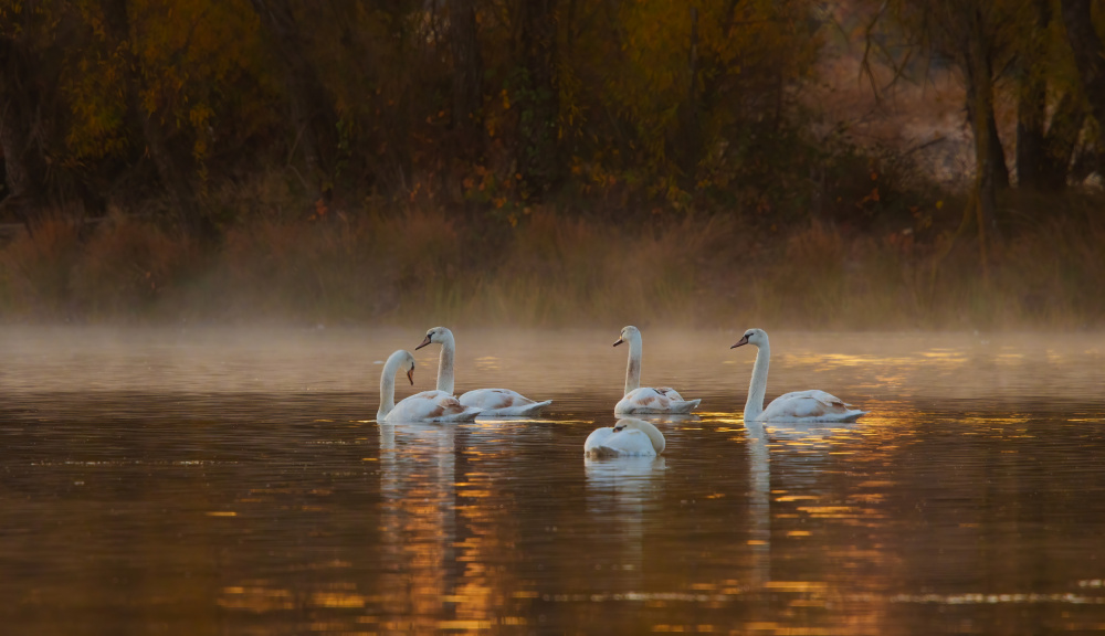 White Swan Lake von Johnson Huang