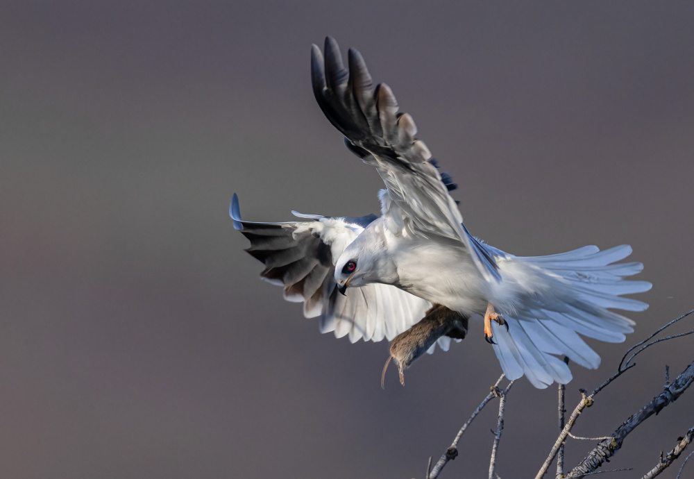 White Tailed Kite von Johnson Huang