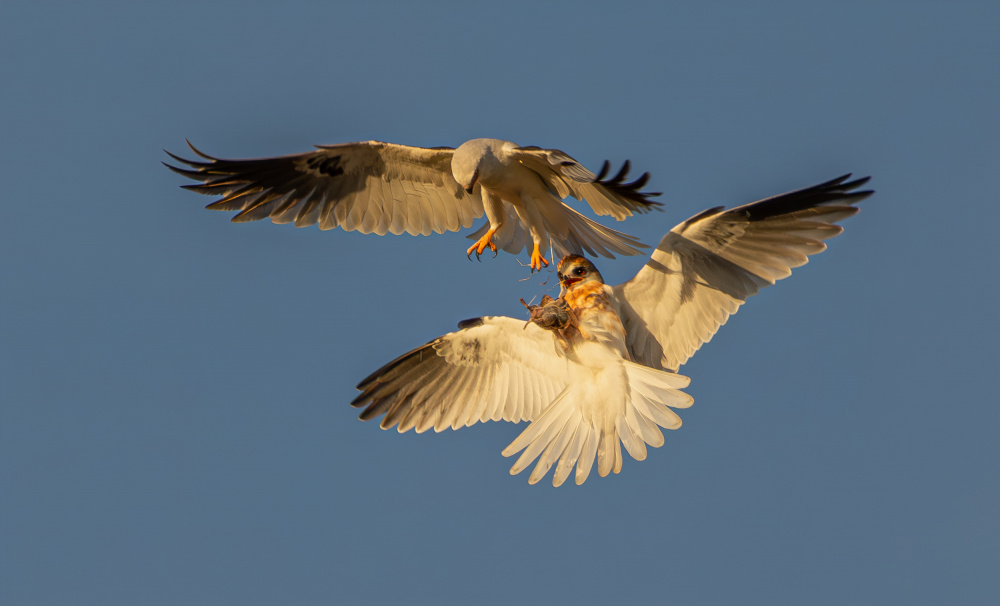 White tailed kite von Johnson Huang