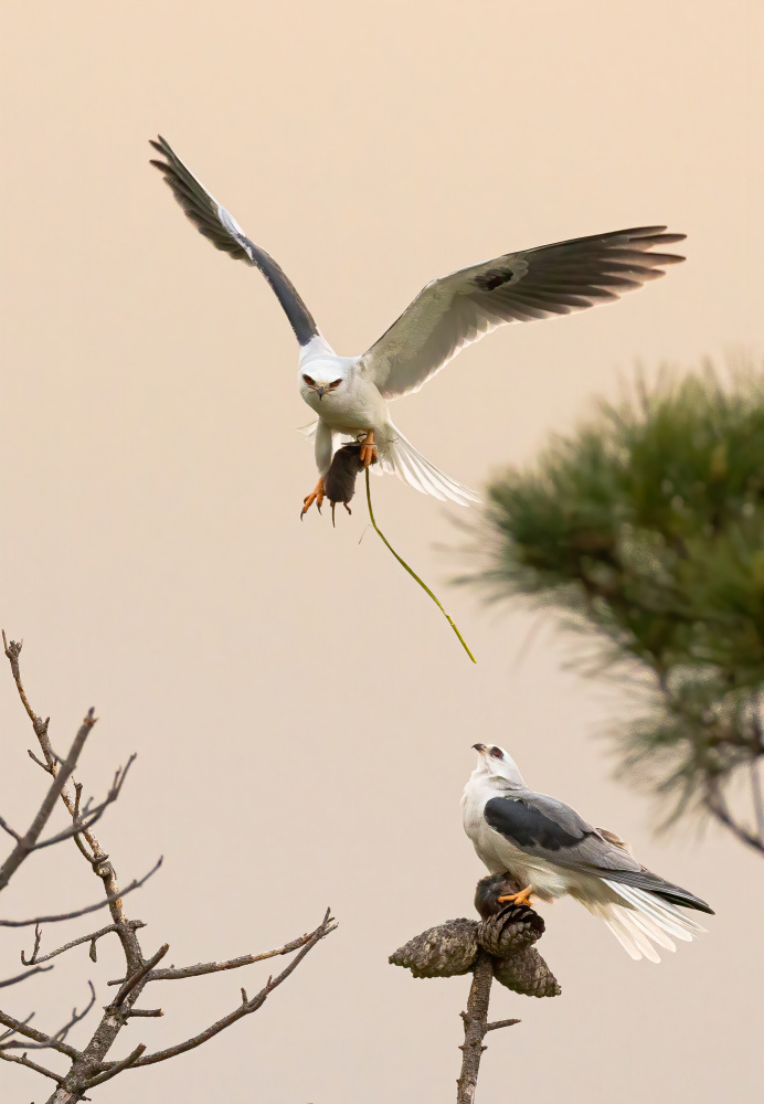 White tailed kite von Johnson Huang