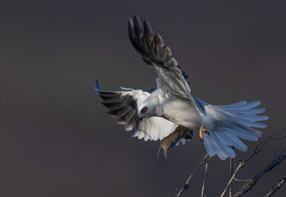 White tailed kite von Johnson Huang