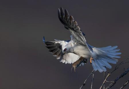 White tailed kite