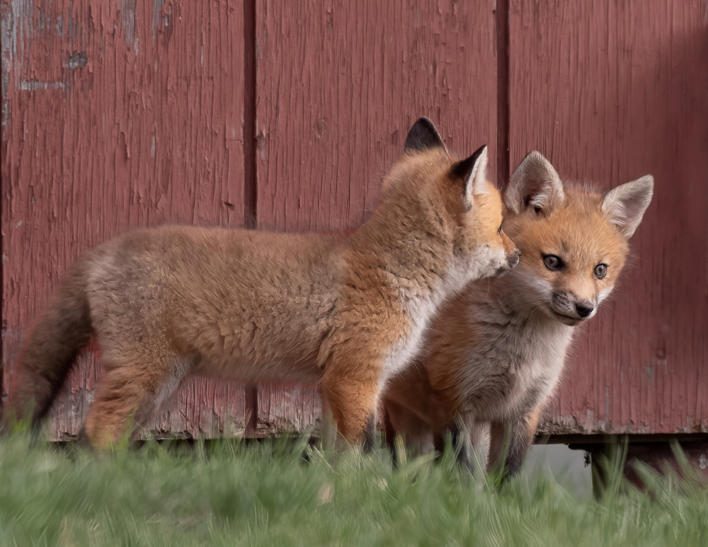 Buddies von Jon W Wallach