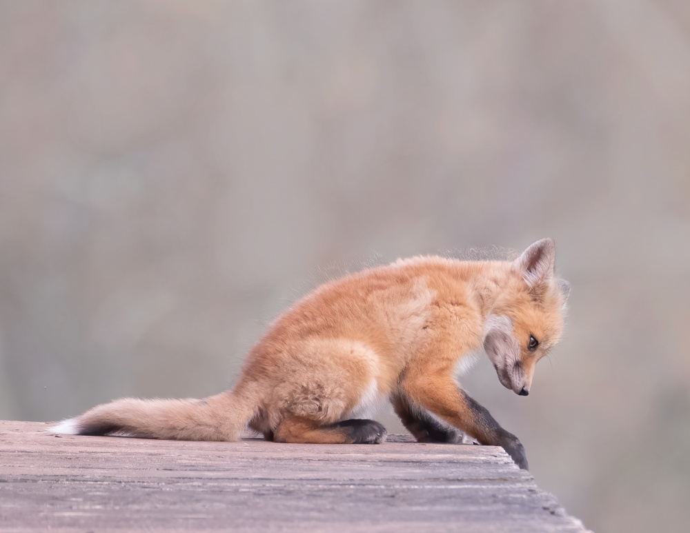 Porch Fox von Jon W Wallach