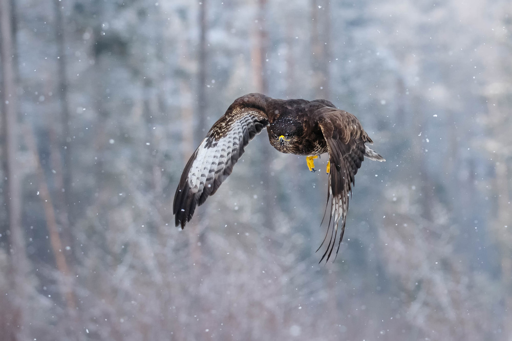 Common buzzard von Jonas Kazlauskas