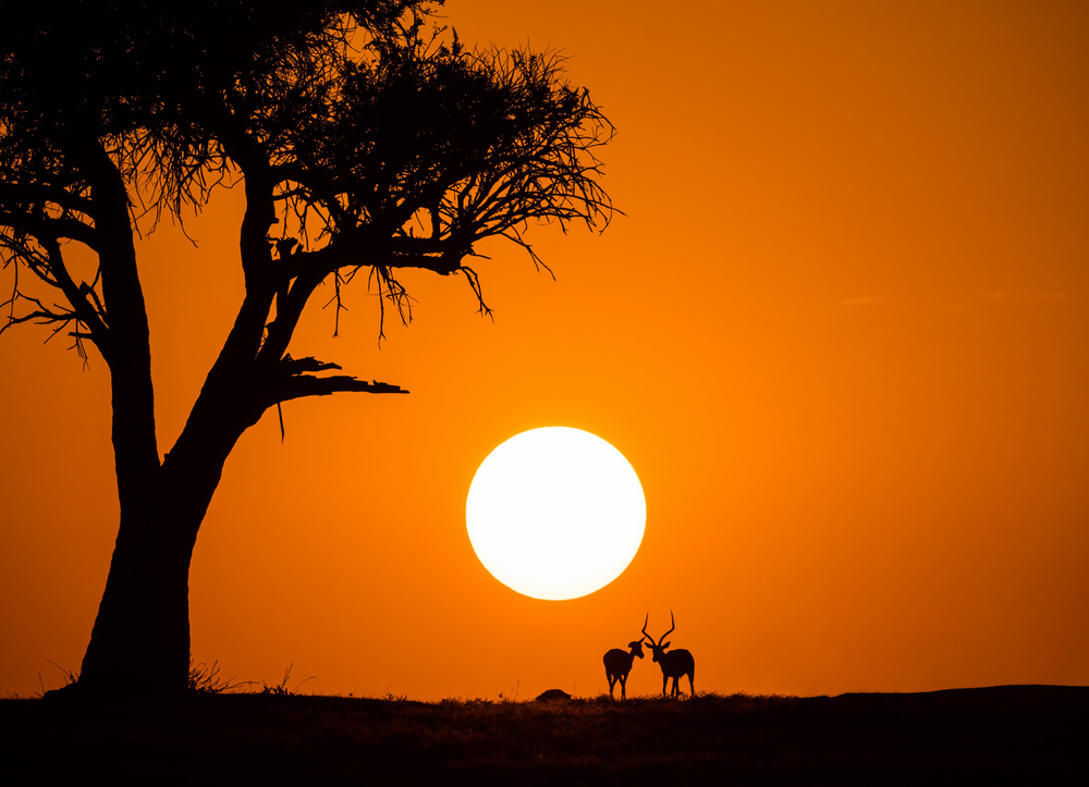 African Sunset von Jonathan Zhang