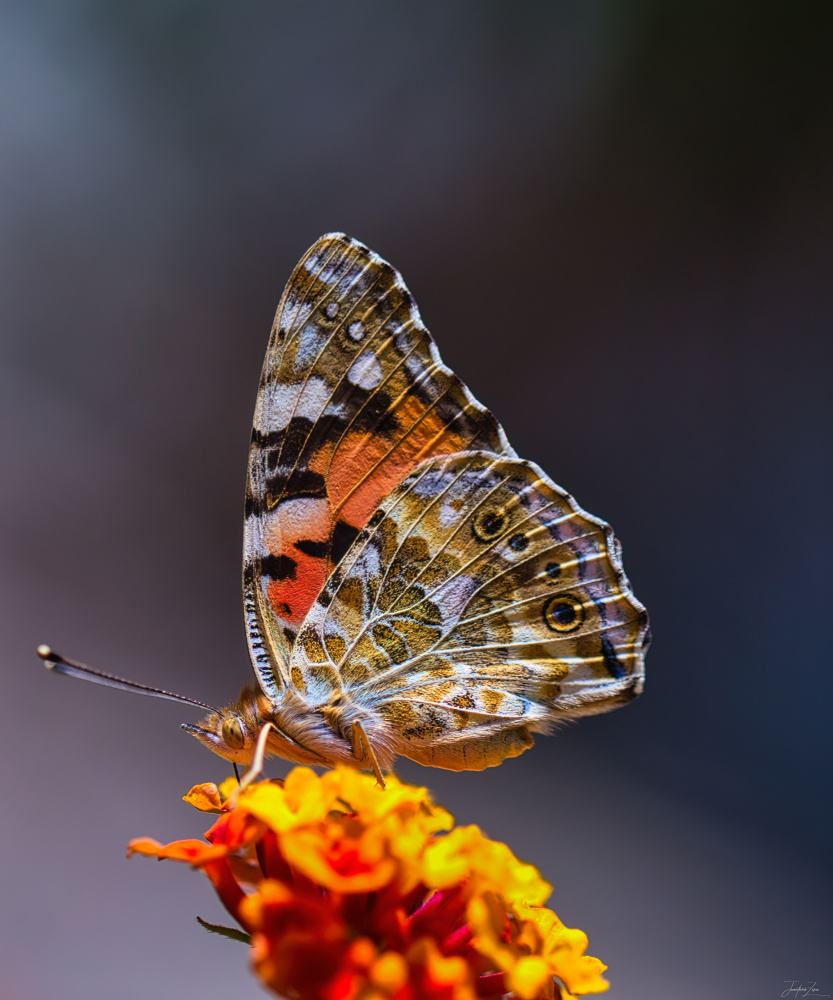 Butterfly von Jonathan Zorn