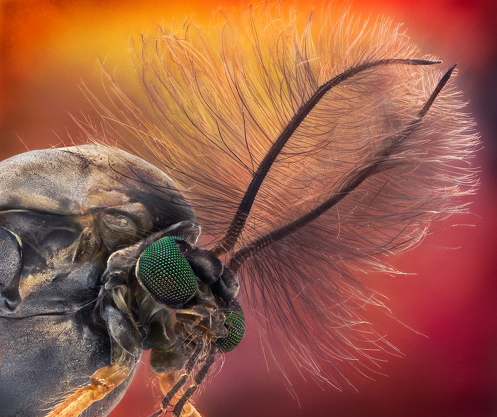 Duster Head - Chironomus sp. von Jorge Fardels