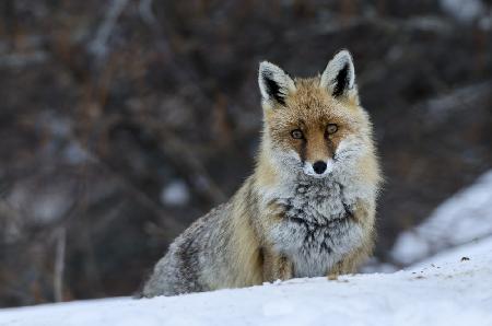 Fox in winter