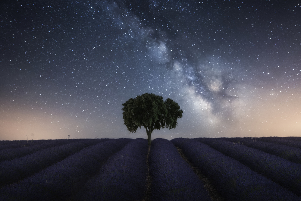 Tree and Milky Way von Jorge Ruiz Dueso