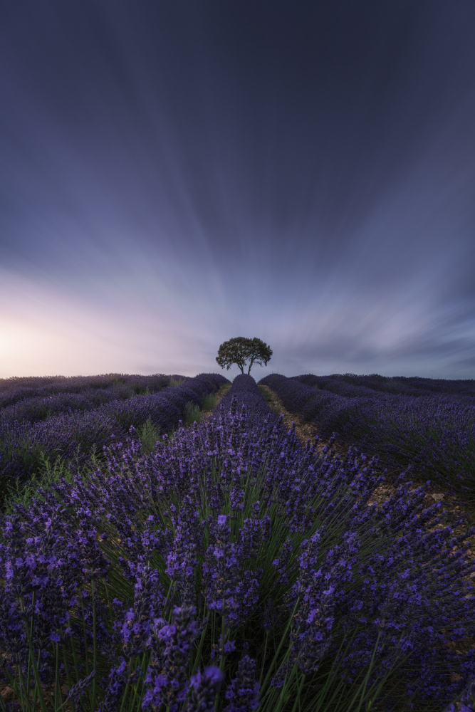 The tree and the lavender von Jorge Ruiz Dueso