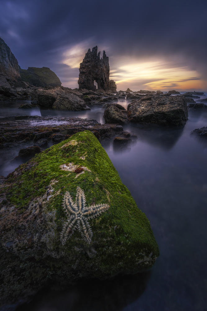 The Starfish von Jorge Ruiz Dueso