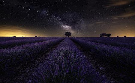 Fields of Castilla