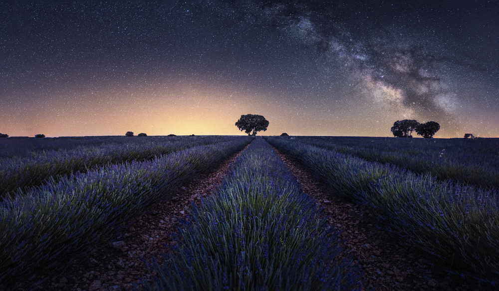 Lavender fields von Jorge Ruiz Dueso