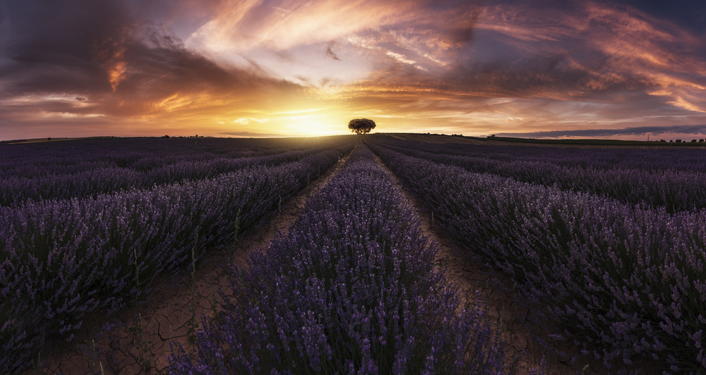 Lavender sunset von Jorge Ruiz Dueso